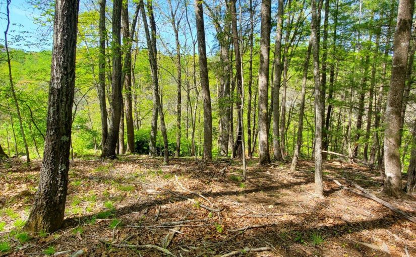 For Sale: Private and Secluded 0.556 Acre Lot in SWCO