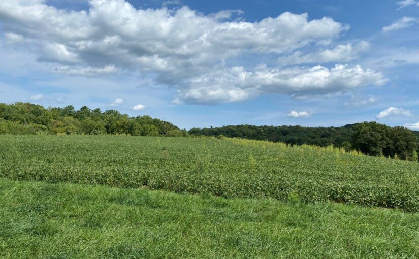 SOLD – For Sale: 196+ Acres – Located on Grassy Hill Road