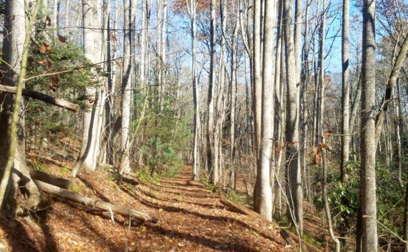 SOLD – For Sale: 75.6± Wooded Acres with Creek