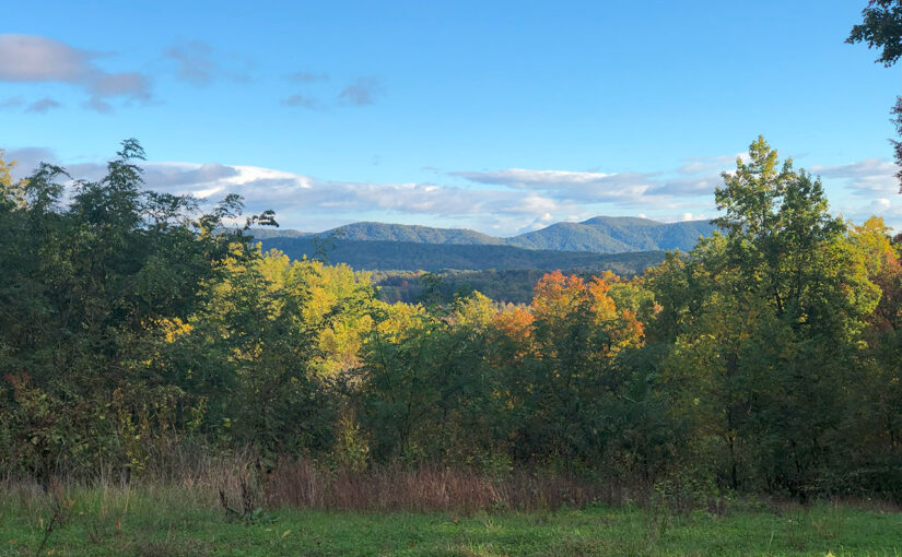 SOLD – Real Estate Auction: 60.5± Acres