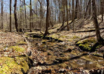 Creek Between Tracts 16 and 17