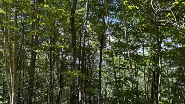 Recreational Tract