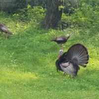 Turkeys