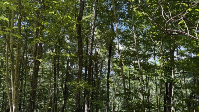 Recreational Tract